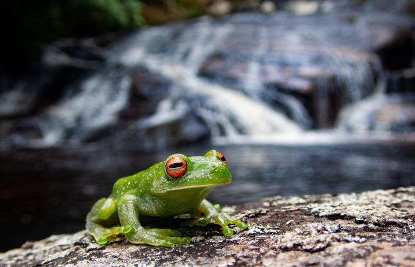 Bosques conectados: El escudo invisible que salva a las ranas