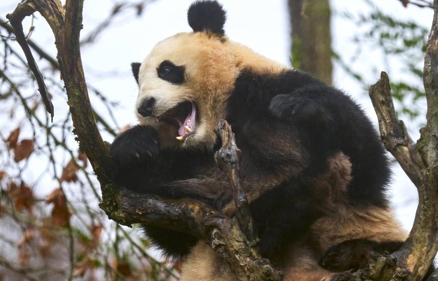 Francia despide a una popular pareja de pandas de regreso a China