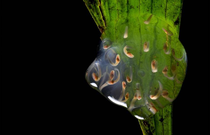 Bosques conectados: El escudo invisible que salva a las ranas