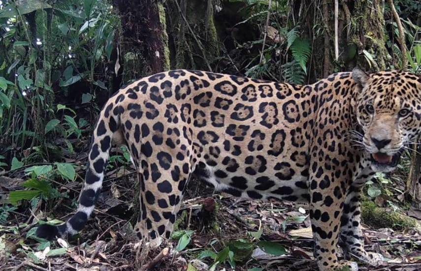 Panamá refuerza iniciativas para la conservación del jaguar