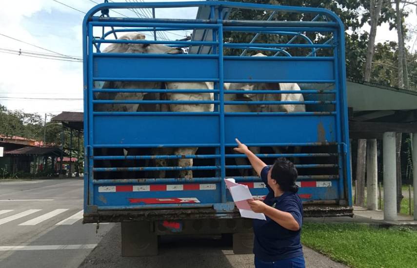 Más de 31,000 animales inspeccionados en controles cuarentenarios del MIDA