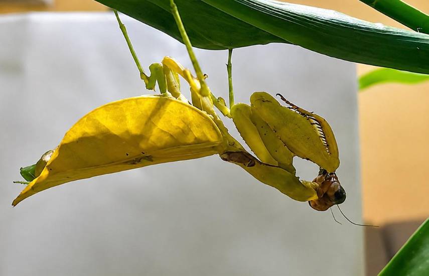 Descubren una mantis amarilla en Veraguas