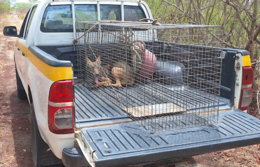 Cortesía | El Coyote capturado.
