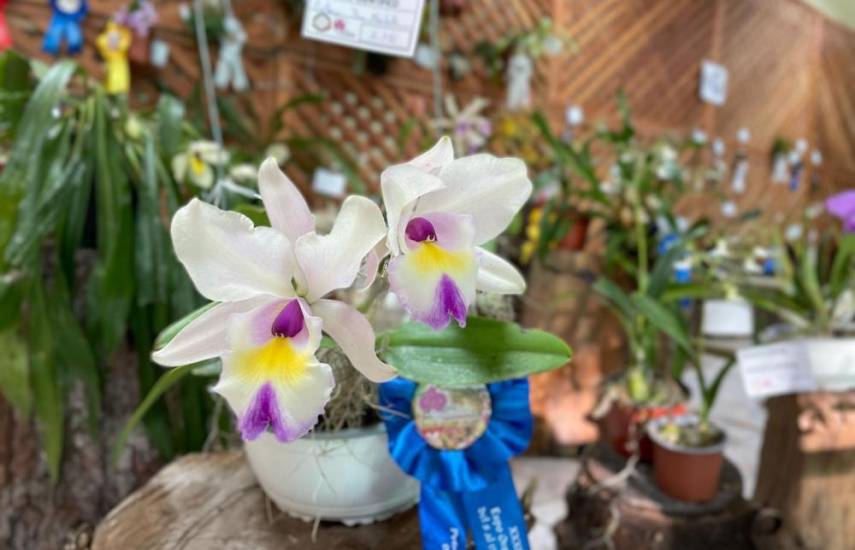 ML | Orquídeas reconocidas por su gran belleza y vistosidad.