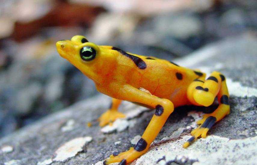 La rana que unirá Panamá