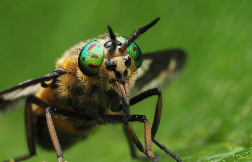 Científicos australianos descubren una abeja “lucifer” con cuernos