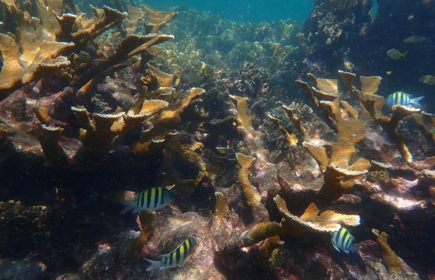 Aprueban por insistencia la ley que modifica la protección de los corales