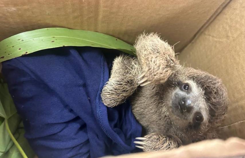 Más de 30 animales silvestres han sido rescatados en Colón