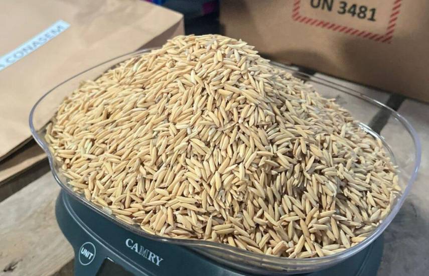 “Hay abastecimiento de arroz hasta octubre, no voy a permitir la importación”, reiteró el presidente Mulino