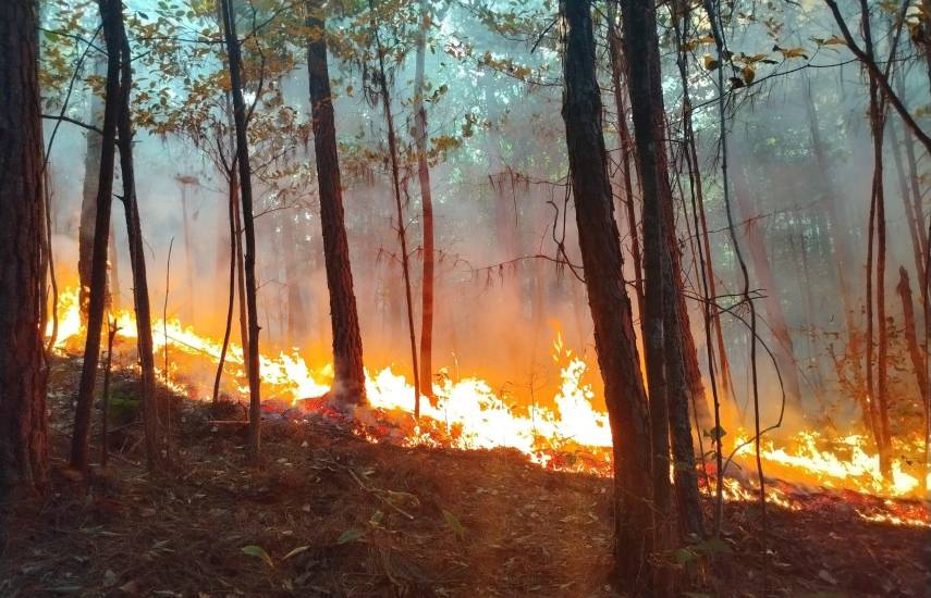 Continúan labores para contener incendio en la Reserva Forestal La Yeguada