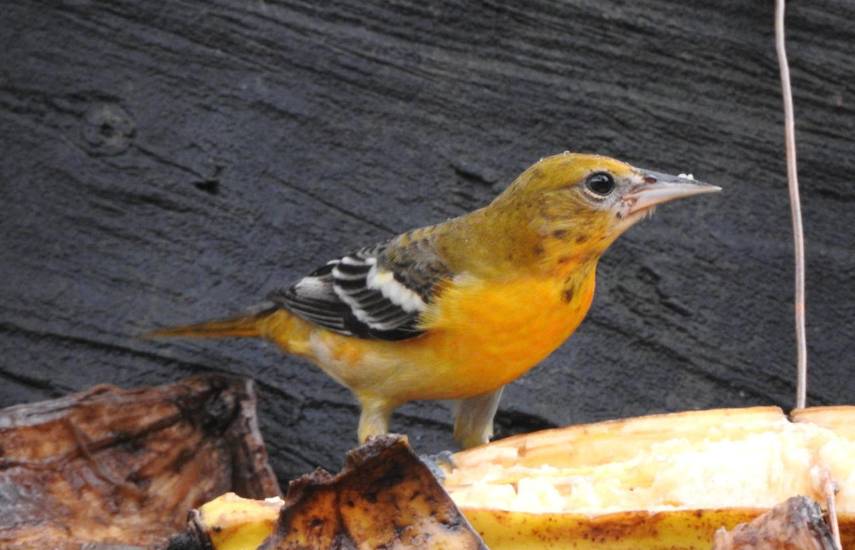Aviturismo en el Casco Antiguo