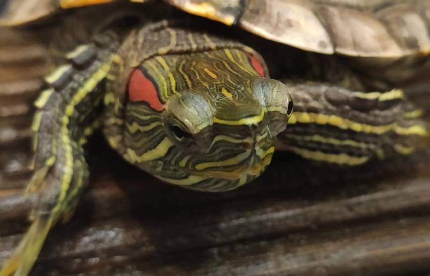 ¡Mascotas exóticas!