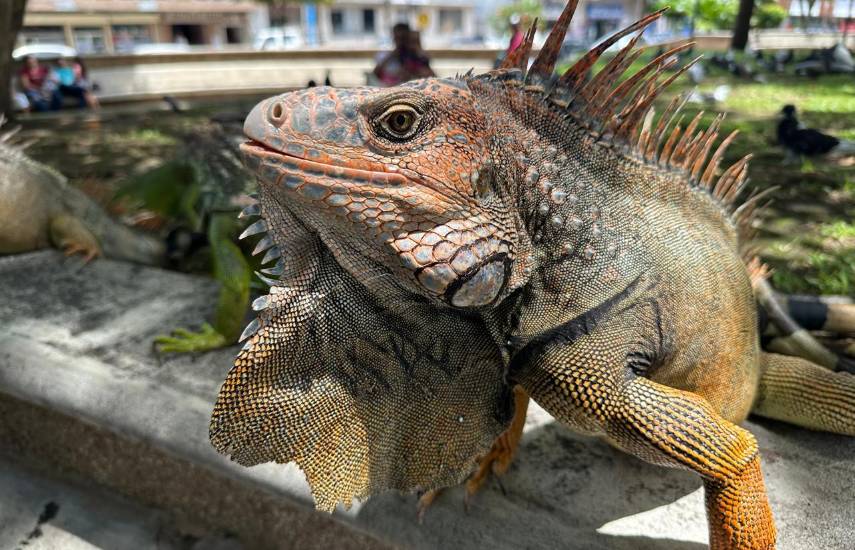 La iguana verde: guardiana natural de los ecosistemas