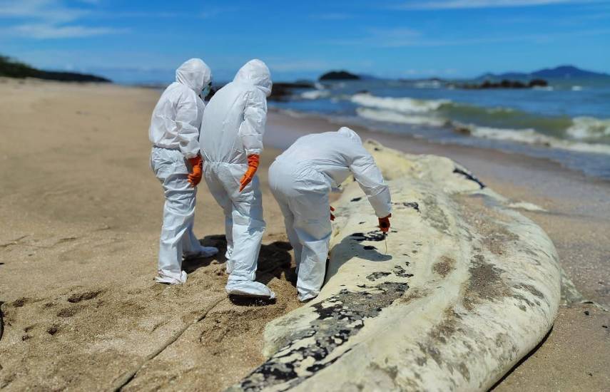 Atienden a tiburón ballena varado en Playa Veracruz