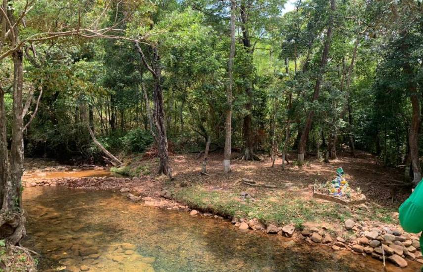 Buscan identificar dónde están las especies de bambú en Panamá, que son reservorios de agua