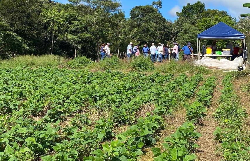MIDA emite recomendaciones técnicas a productores de poroto en Bugaba