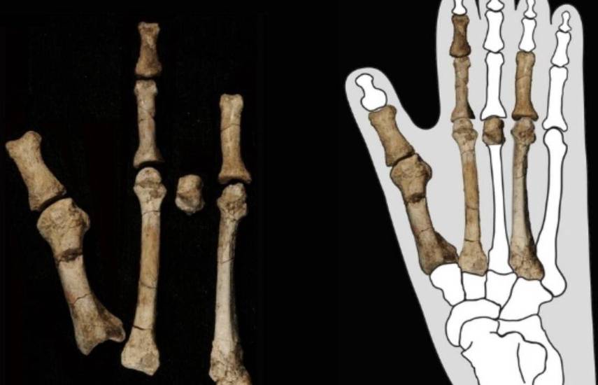 Un pie fosilizado hallado en Etiopía arroja luz sobre un contemporáneo de Lucy