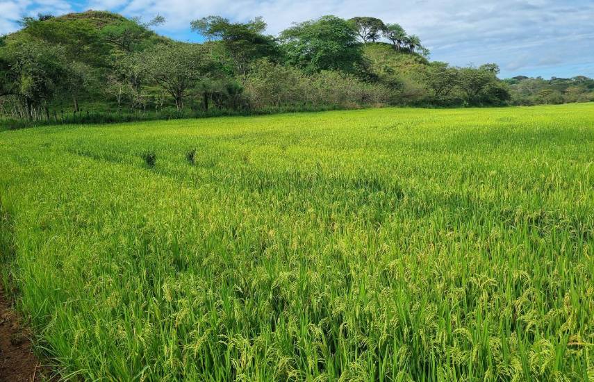 FAPAGRAP pide visión a largo plazo y estrategia integral frente a El Niño