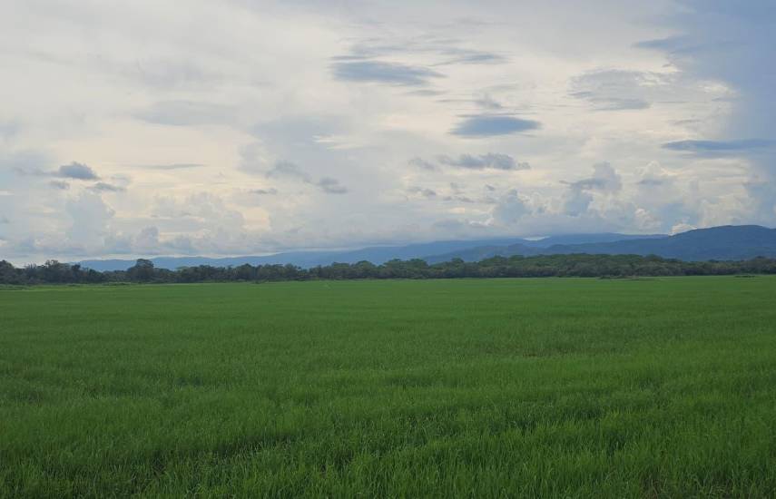 ISA asegura al menos 800 hectáreas de arroz en Panamá Este para proteger la producción local