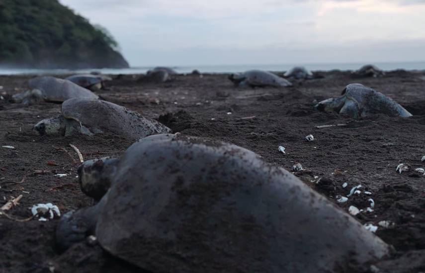 Más de 10 mil nidos de tortugas son protegidos en Los Santos