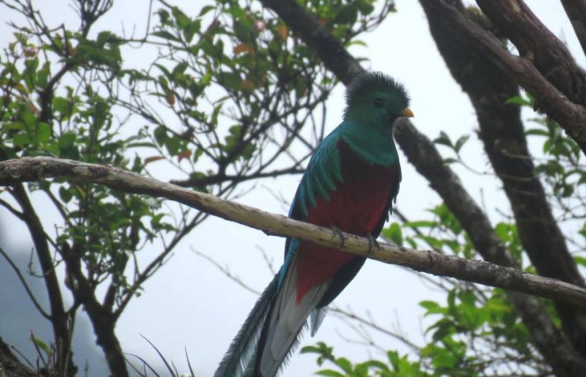 Quetzal (Pharomacrus mocinno), una de las especies más buscadas por los observadores de aves.