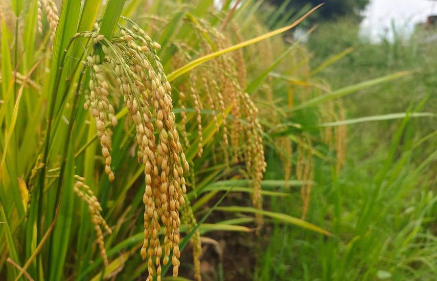 Duty Free del 17 de noviembre de 2025