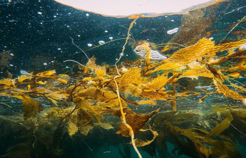 Empresa panameña impulsa cultivo de algas para exportar