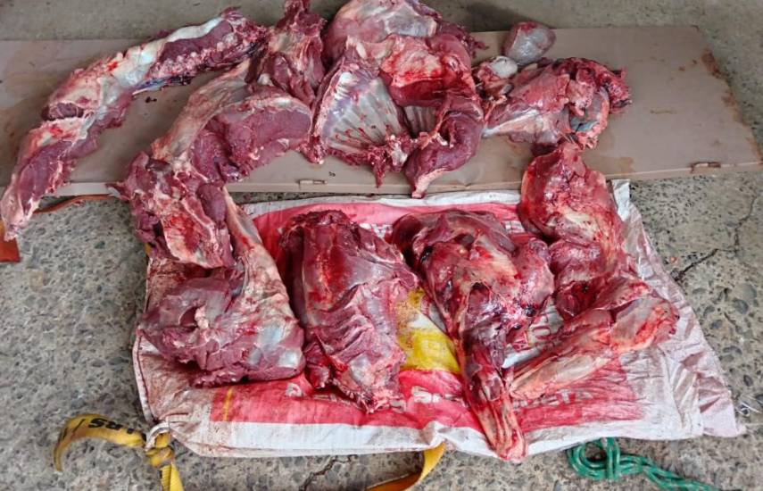 Detenido por supuesta caza ilegal de venado