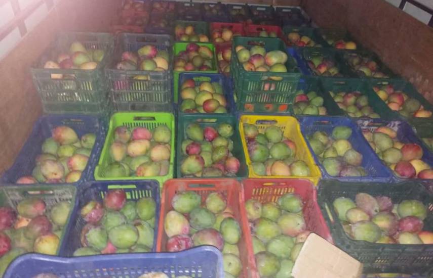 Decomisan presunto contrabando de frutas en Guabalá