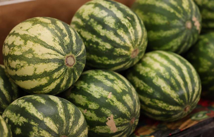 Bajas ventas y costos de producción impactan a productores de sandía