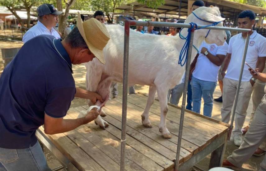 MIDA impulsa concurso de ordeño caprino en la Feria Internacional de Azuero