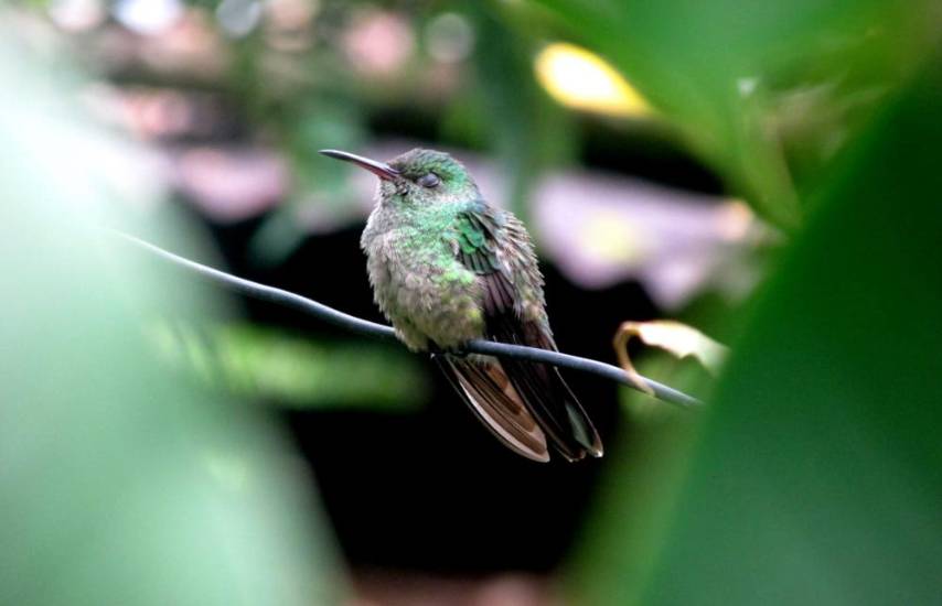 El colibrí es el ave más vista en el Barrio Bolívar de David, según un estudio