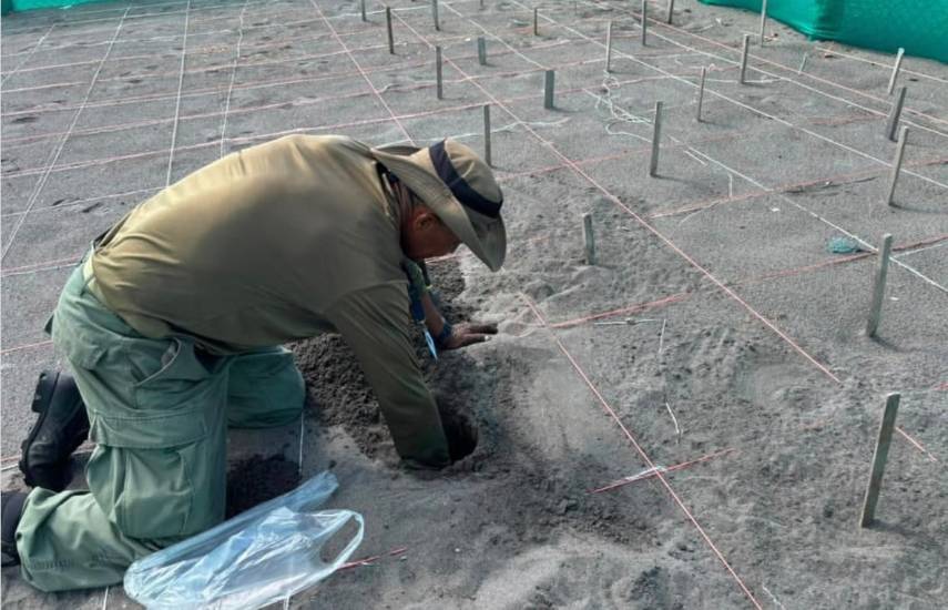 MiAmbiente reubica nido de tortuga lora para proteger 106 huevos en Chiriquí