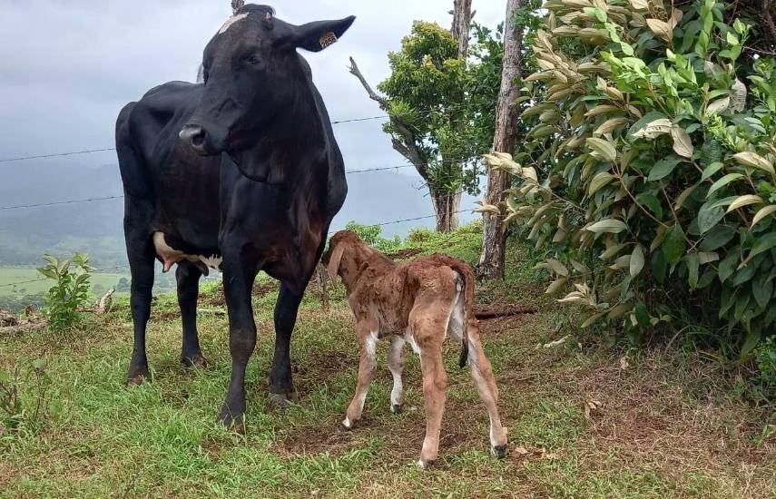 ML | La Encefalopatía Espongiforme Bovina (EEB) o ”enfermedad de las vacas locas” es un trastorno neurológico progresivo y mortal que destruye el cerebro y la médula espinal del ganado.