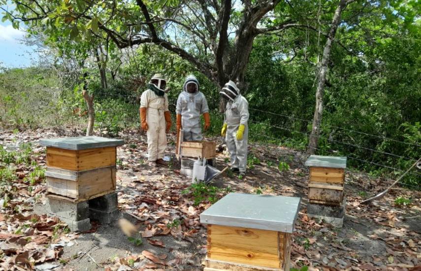 Este domingo será la Feria Nacional de la Miel de Abeja en Albrook Mall