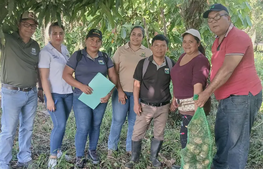 Impulsan producción de plátano en Bocas del Toro
