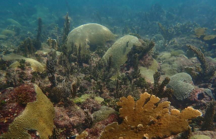 Pastos marinos: El motor silencioso que protege las costas de Panamá