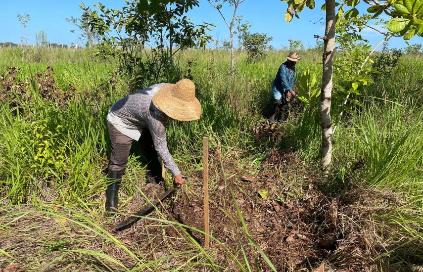 MiAmbiente impulsa jornada de reforestación en Veraguas para restaurar ecosistemas y conservar recursos forestales