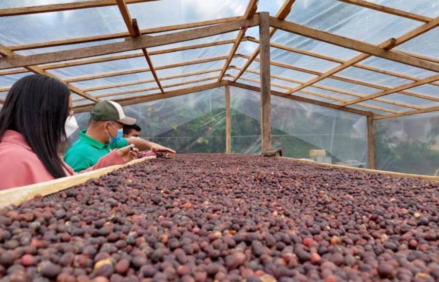 Coclé, segunda provincia más productora de café en Panamá