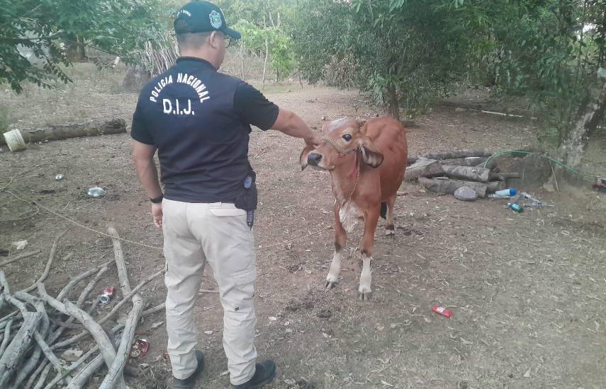 Operación Vaquero deja 19 aprehendidos por presunto hurto pecuario en Los Santos y Herrera