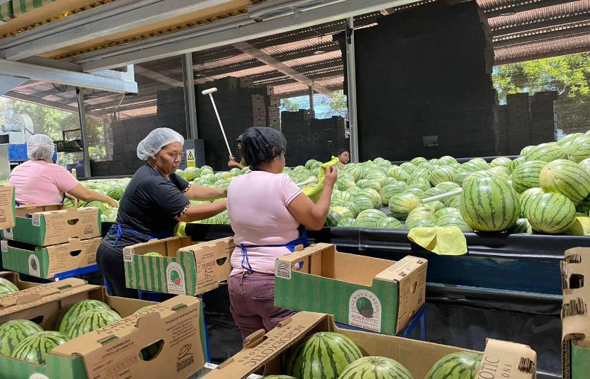 ML | Exportación de sandía y melón hacia Europa.