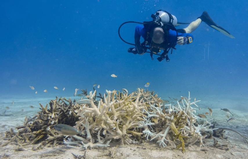 Científicos de Florida buscan corales resistentes al calor ante el cambio climático