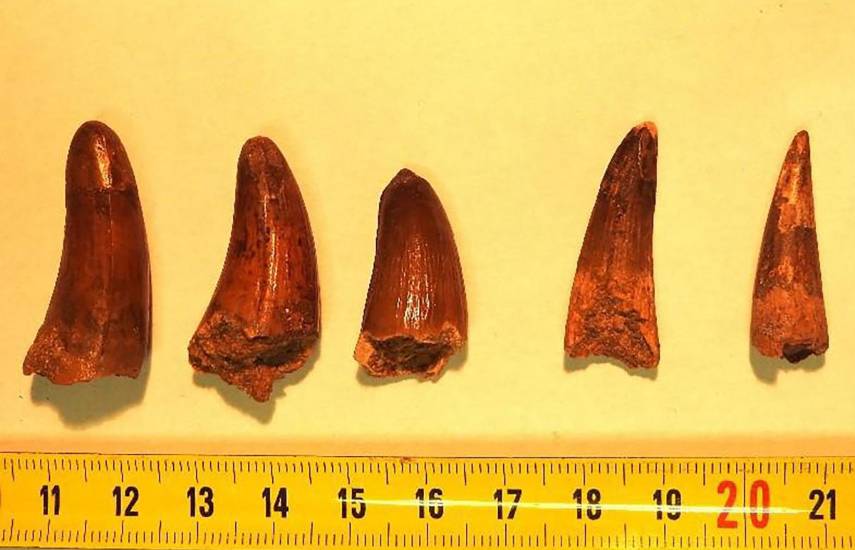 El lucrativo y turbio mercado de los restos de dinosaurios