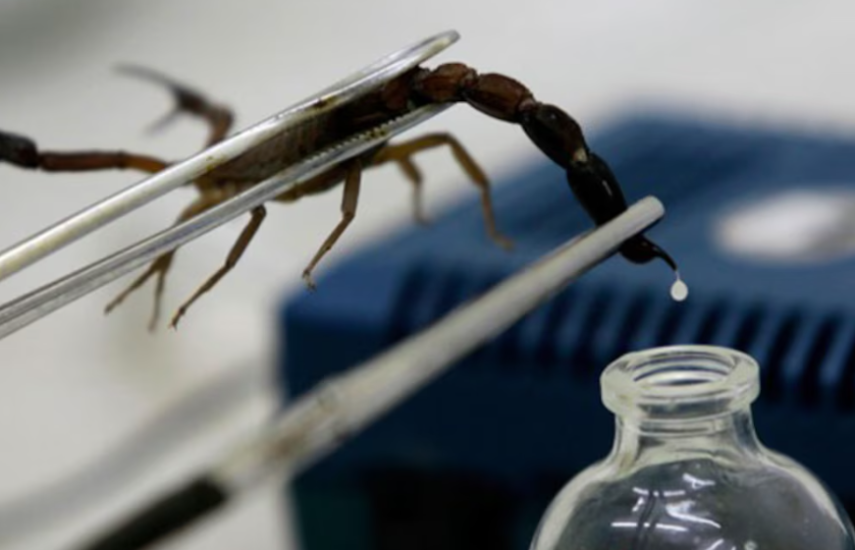 UP avanza hacia un nuevo antídoto contra alacranes