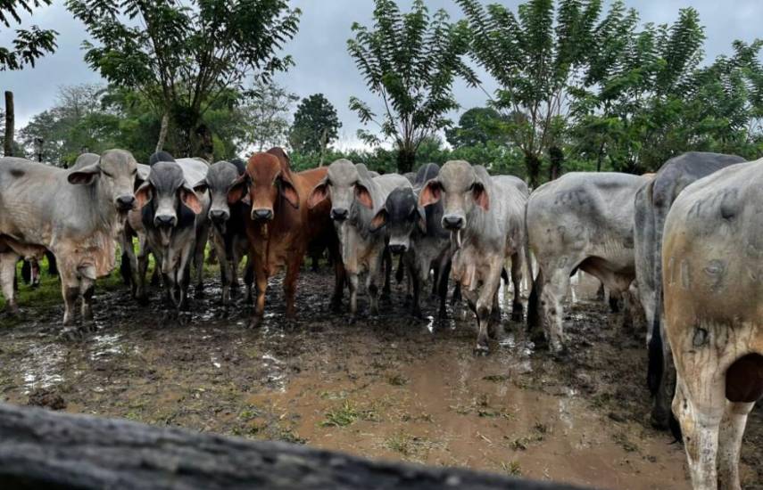 Gobierno prevé entregar 1,200 sementales en Bocas del Toro este año