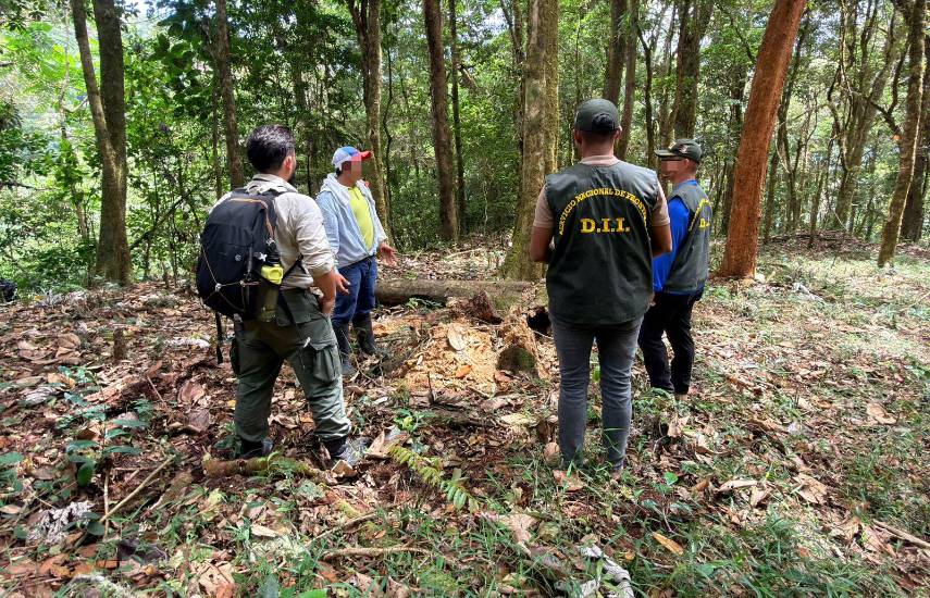 Siembra ilegal de café Geisha en zona protegida del Parque Nacional Barú