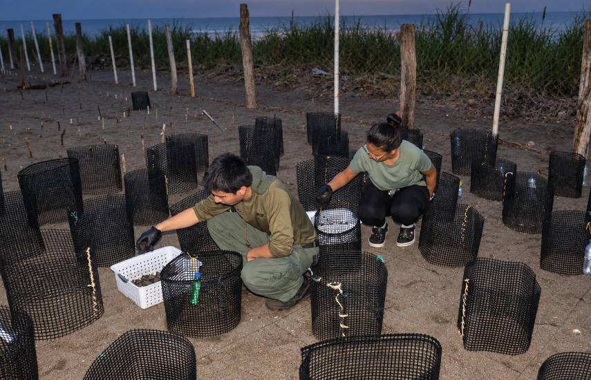 Más de 10 mil nidos de tortugas son protegidos en Los Santos