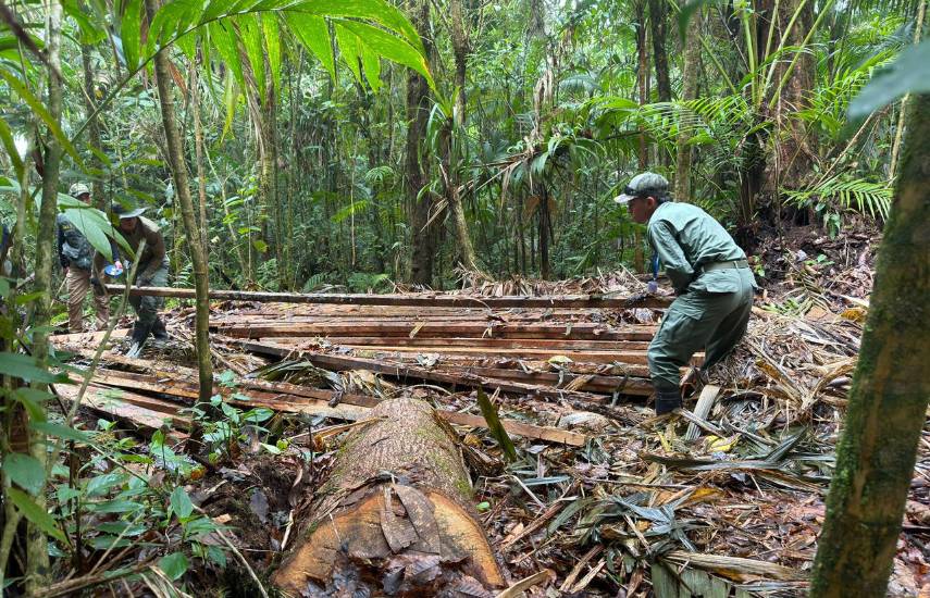 Detectan tala ilegal en Volcán Barú