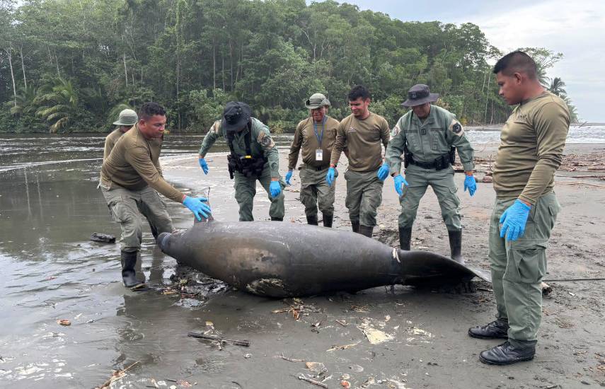 MiAmbiente reporta hallazgo de manatí sin vida en Bocas del Toro