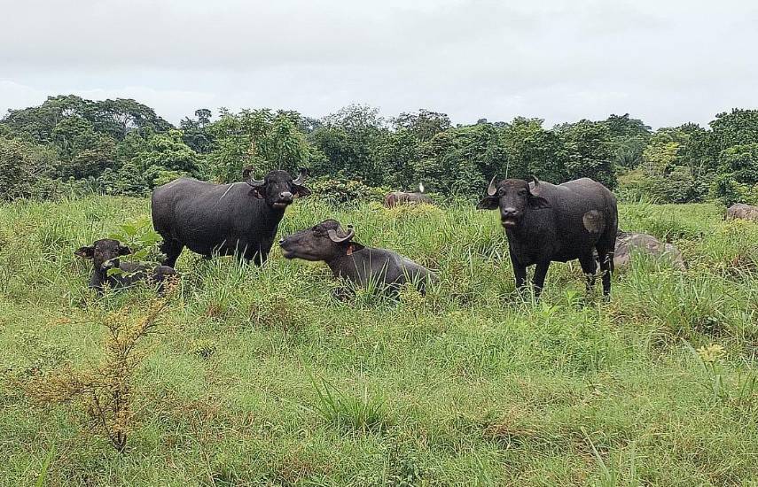 La producción de leche de búfala supera los 99 mil litros al año